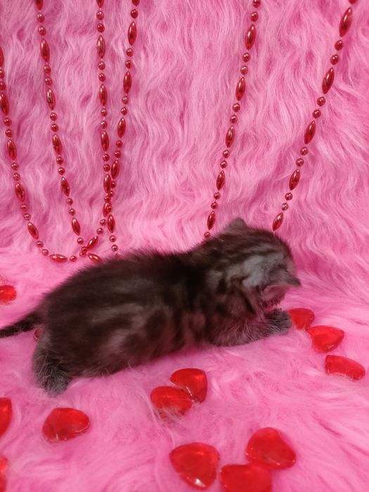 Две Бенгальские котята  девочки