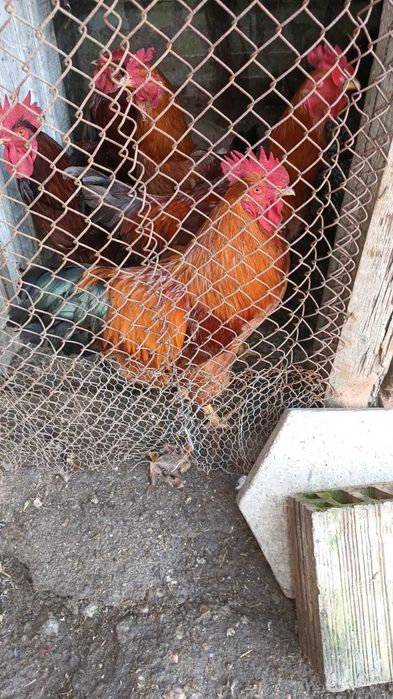 Неми Патици ( юрдечки), бели. Петли -различни породи.