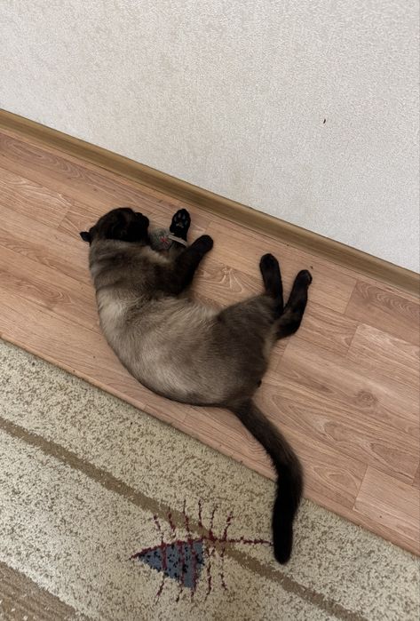 Ищем дом сиамскому котику.