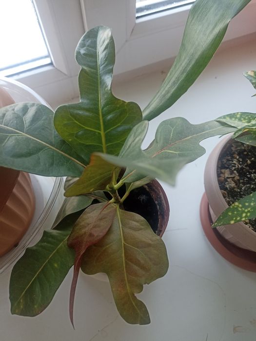 Комнатный цветок кротон