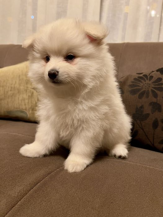 *  Catelus Pomeranian - Vaccinat -  Deparazitat *