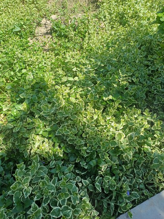 Барвинок сотилади