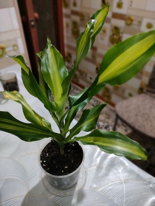 Пальма драцена продам