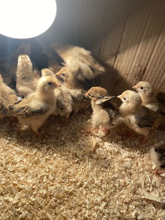 Цыплята Кучин юбилейный .