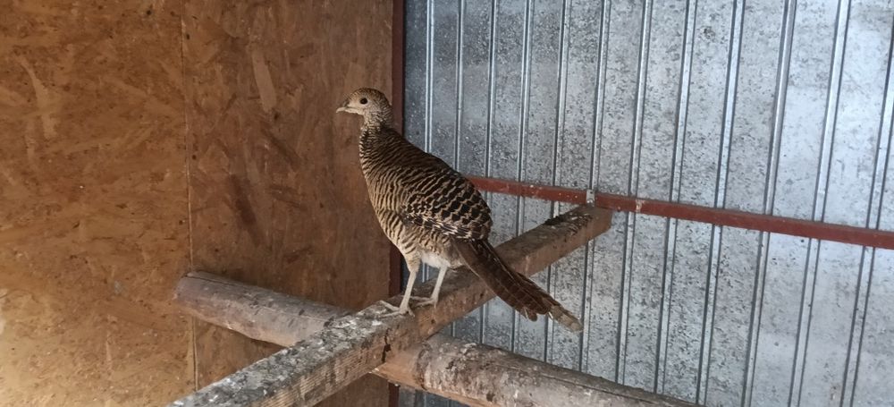Vând fazani auriu pe roșu