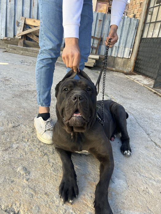 Cane corso  мъжко на 1г.