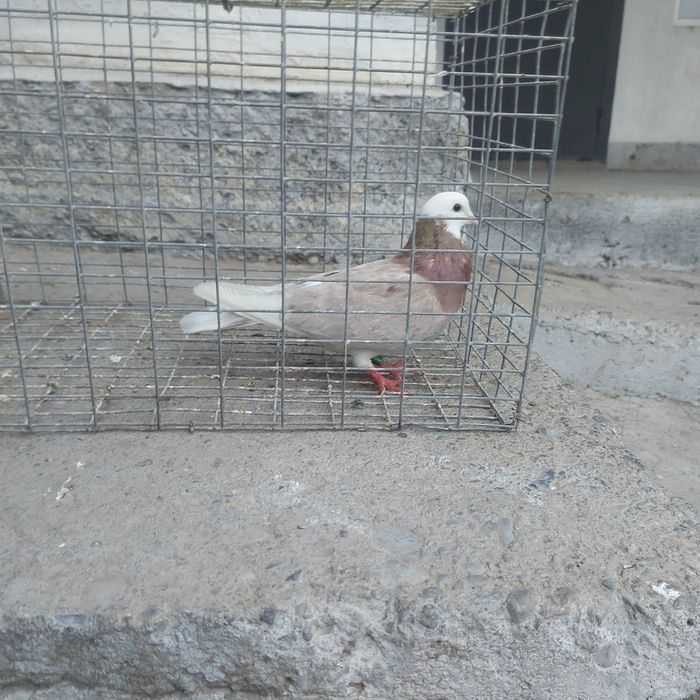 Акбас туркмен лет бой гарантия