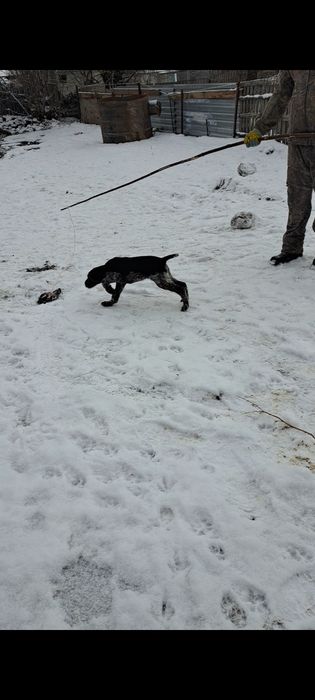 Дойч Дратхаар   щенок