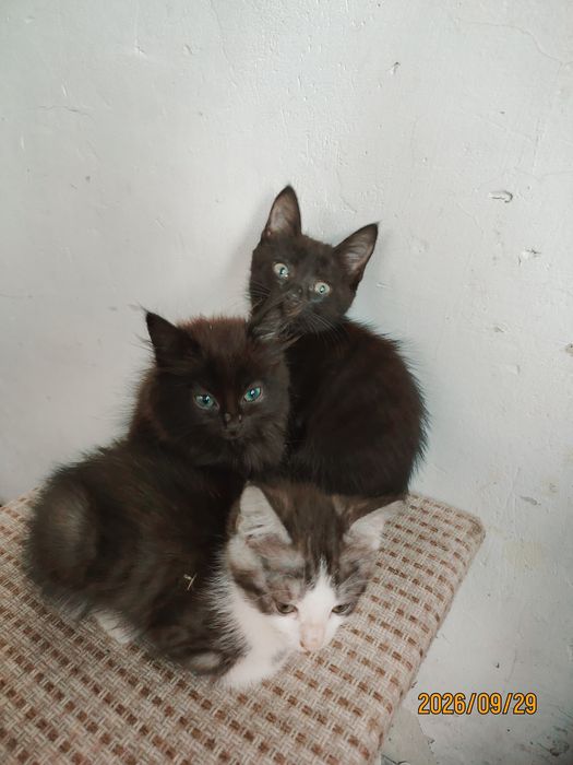 Отдам котят в добрые руки