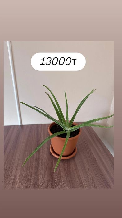 Үй гүлдері сатылады