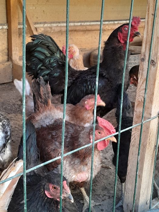 Honadon tovuqlari sotiladi