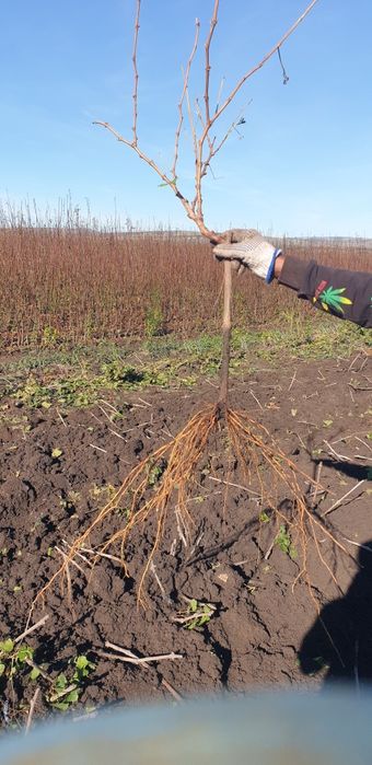 Butasi vita de vie OFERTA