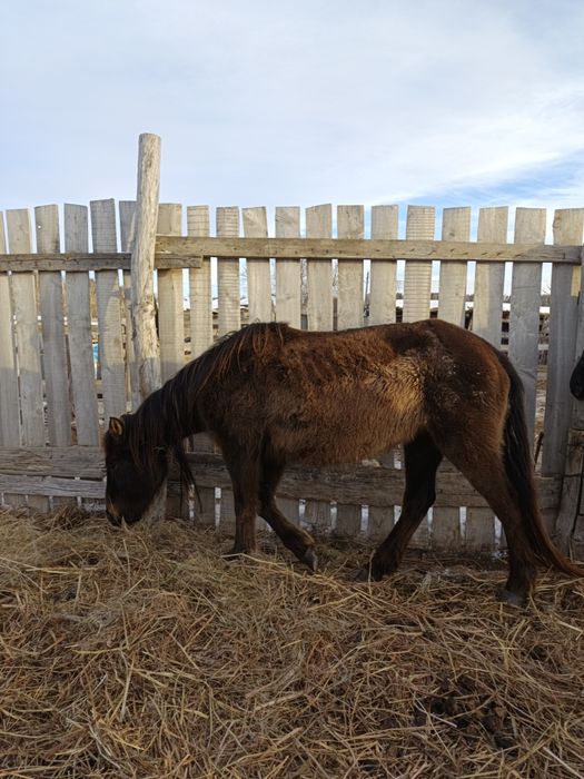 Жылқылар сатылады