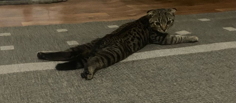 Кот шотландский вислоухий