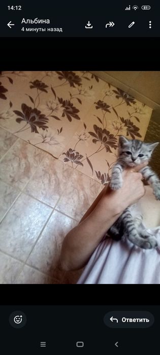 Британцы 1,месяц 1неделя .Приученны.