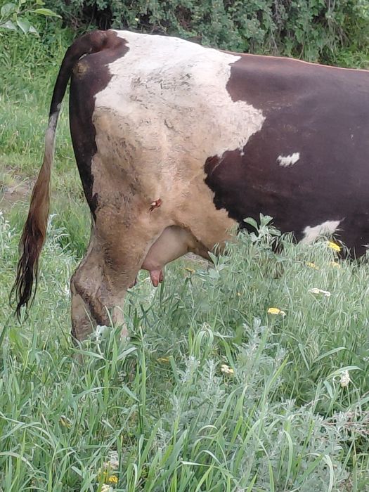 Срочно продам двойную корову