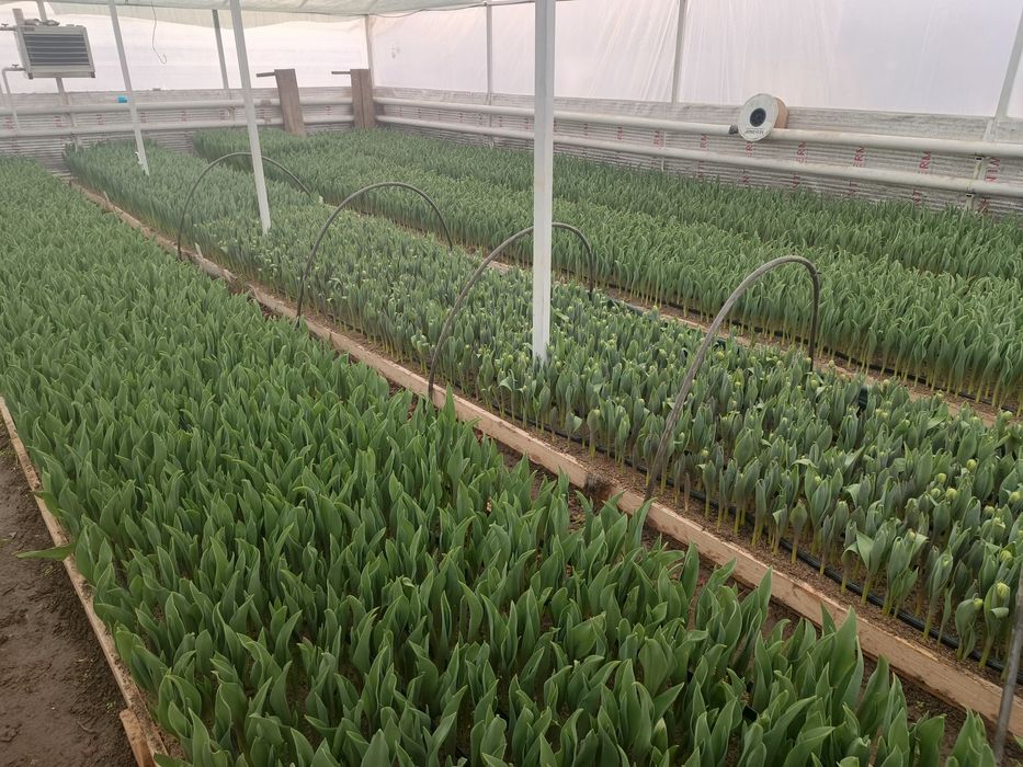 Тюльпаны к 8 марта и 14 февраля .