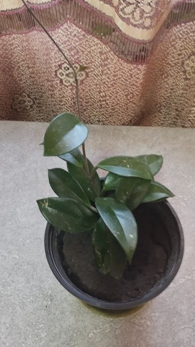 Хойя Комнатное растение