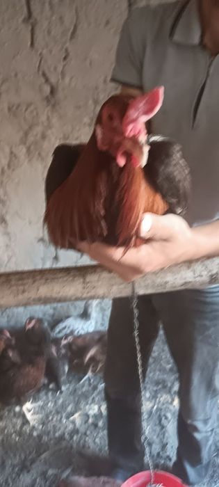 Хурозлар сотилади