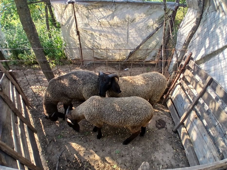 Vand 3 berbecuți