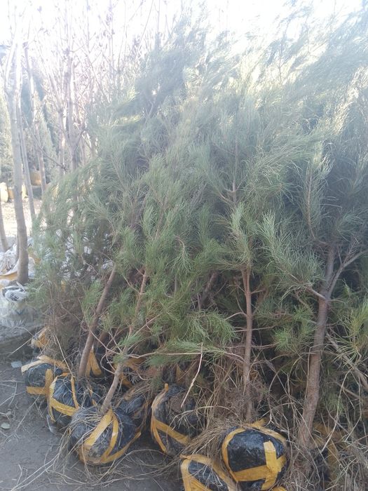 Хар хил турдаги АРЧАЛАР