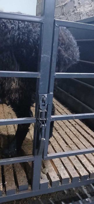 Qo'yxona, qo'ylar uchun alohida yashash joyi