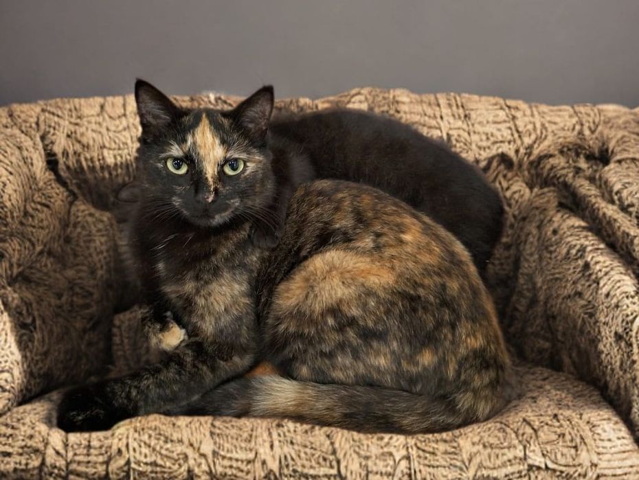 Ищем дом для котят!