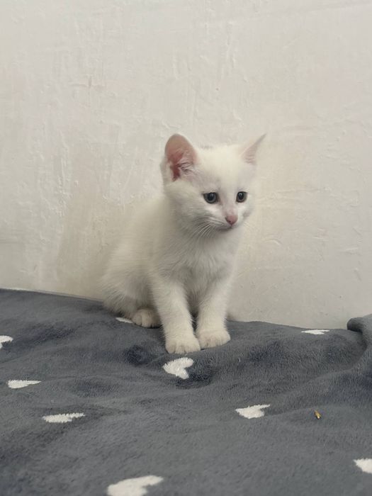 Котята в хорошие руки