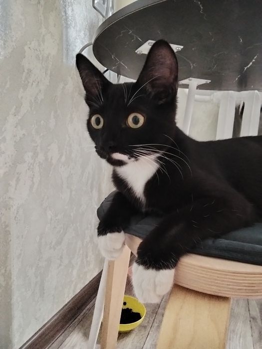 Отдам котенка в добрые руки