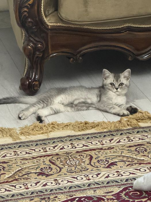 Продается Кошкаа