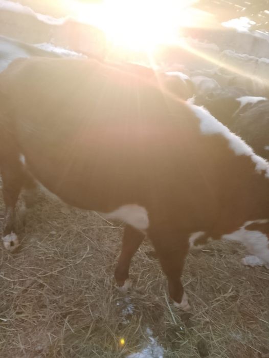 Продам бычков 10 голов