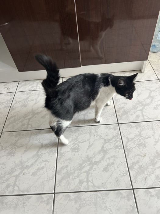 Pisica Gestanta, caut loc temporar de adoptie
