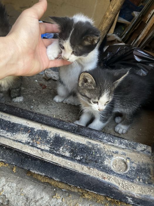 кошка мысық котята кот