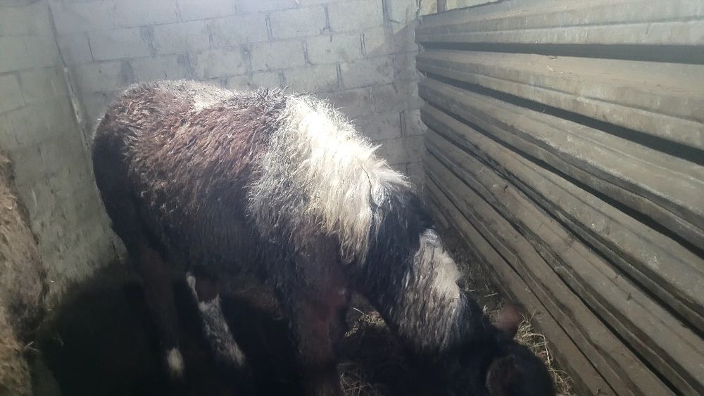 2 Тай сатам бордақы.соғым