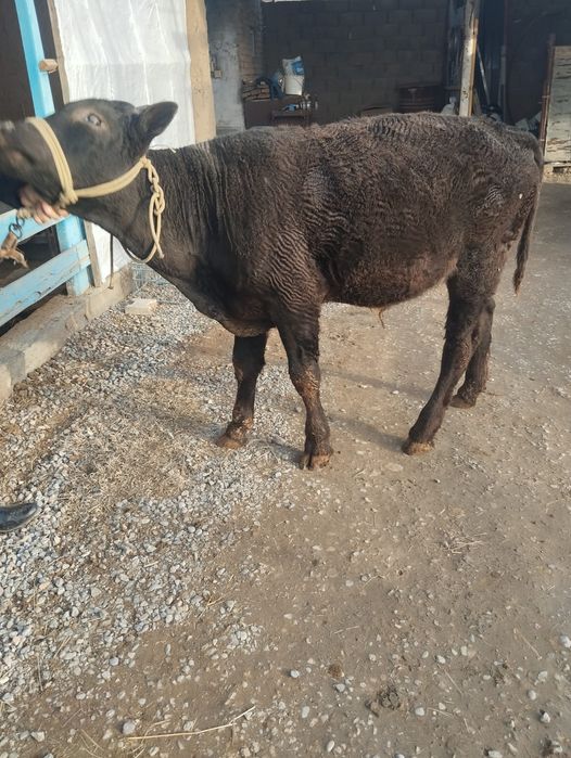 Кара мал ,бука сатылады