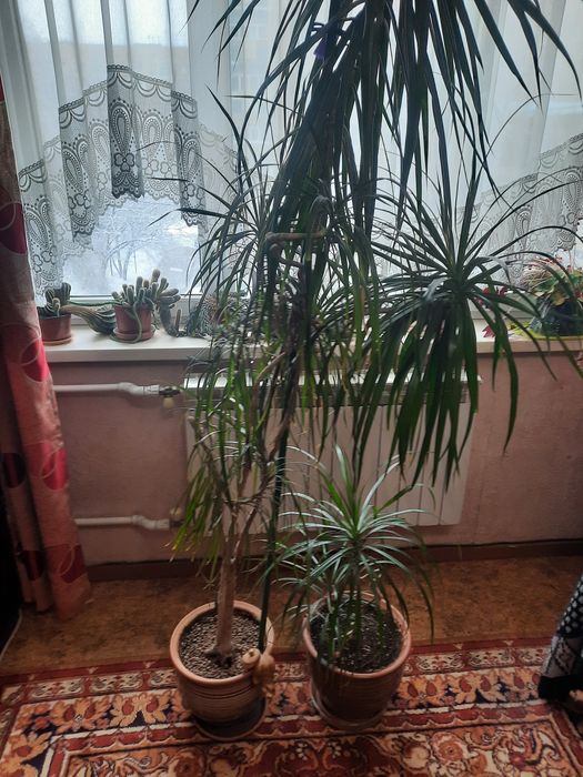 Драцена, Пальма.