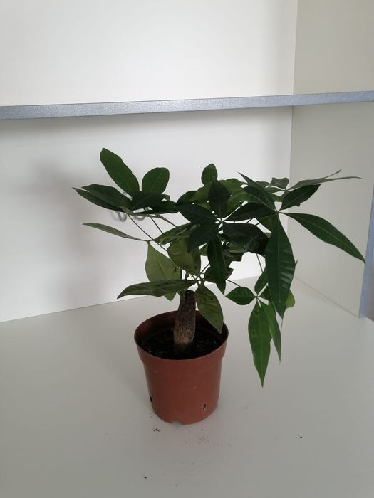 Цветы офисные комнатные