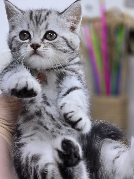 Кошечка Шотландская