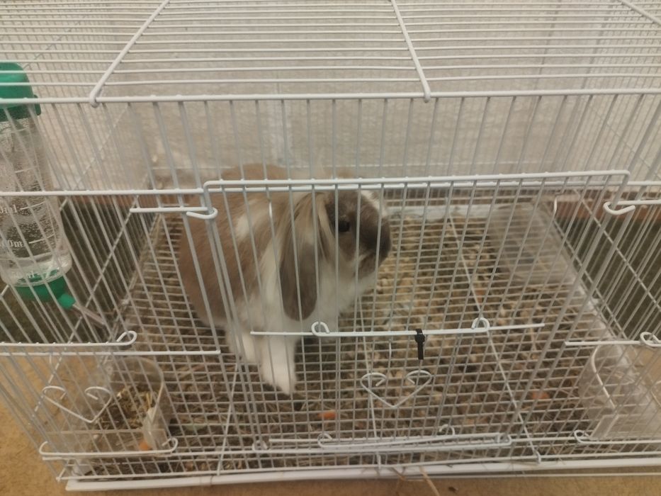 Кролик декоративный