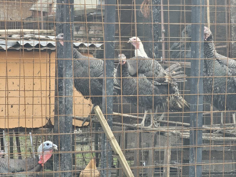 Vând 2 familii de curci bronzate sălbatice