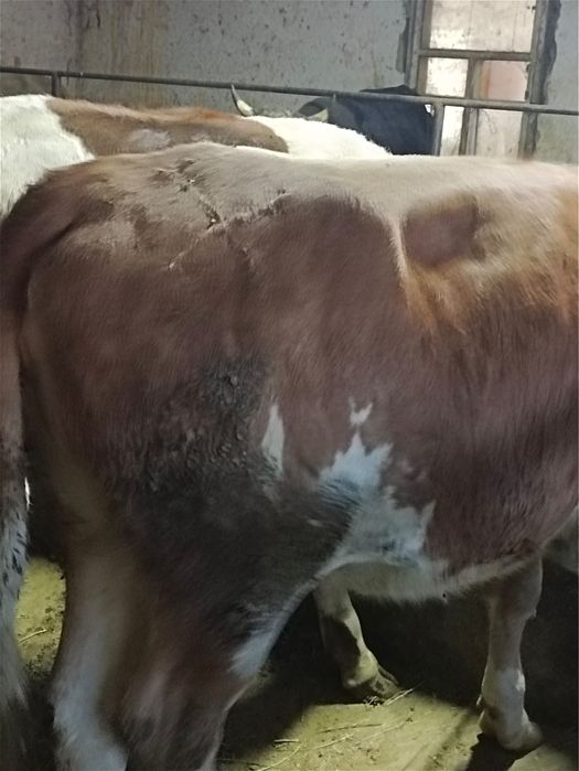 Байланған құнажын тайыншалар сатылады