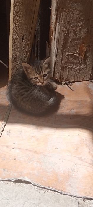Отдам котят в добрые руки