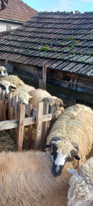 Vând 30 buc. de oi  tinere