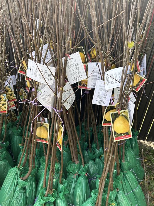 Pomi Fructiferi Ambalați Certificați Pentru Revânzare