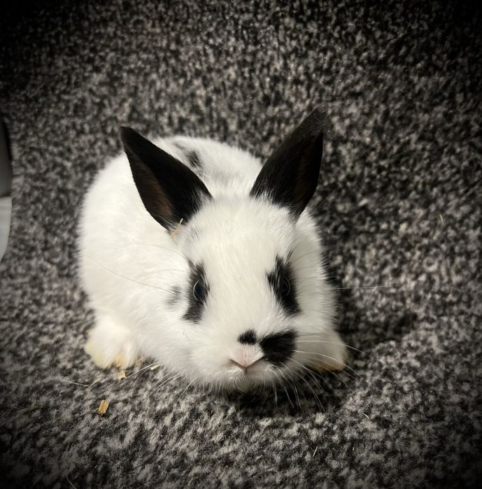 Quyon karlik dekorativ nemis zoti