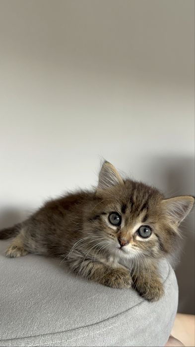 котятки ищут дом