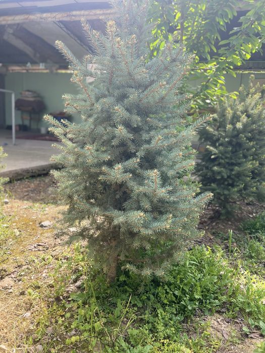 Kok archa (голубой ёлка)