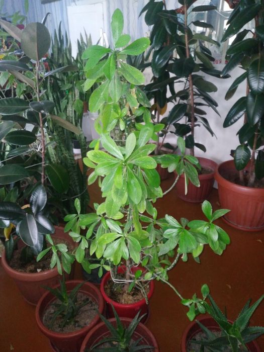 Табий шароитда котта килинган хонаки гуллар.  Офис ва хонадонлар учун