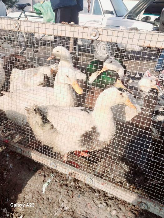 Утки и утята продаются