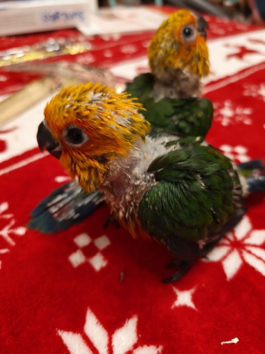 Papagal Pui Aratinga Jendaya (Jenday Conure) – Inelați, Blânzi / Crescuți la Mână